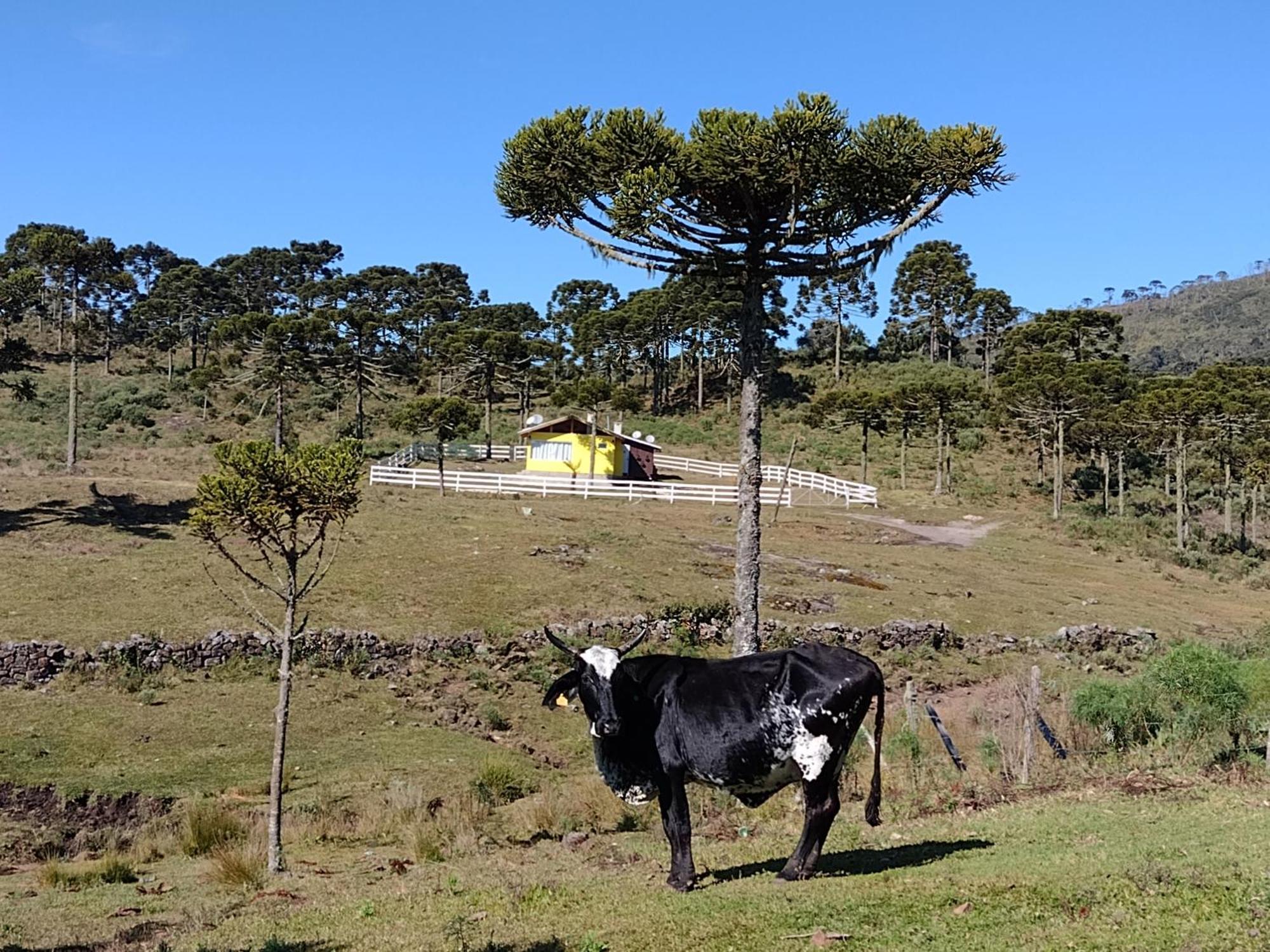 Casa E Cabana De Campo Fazenda Borba Urubici Exteriör bild