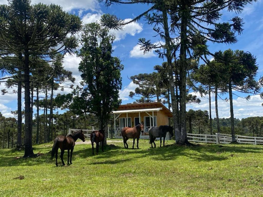 Casa E Cabana De Campo Fazenda Borba Urubici Exteriör bild