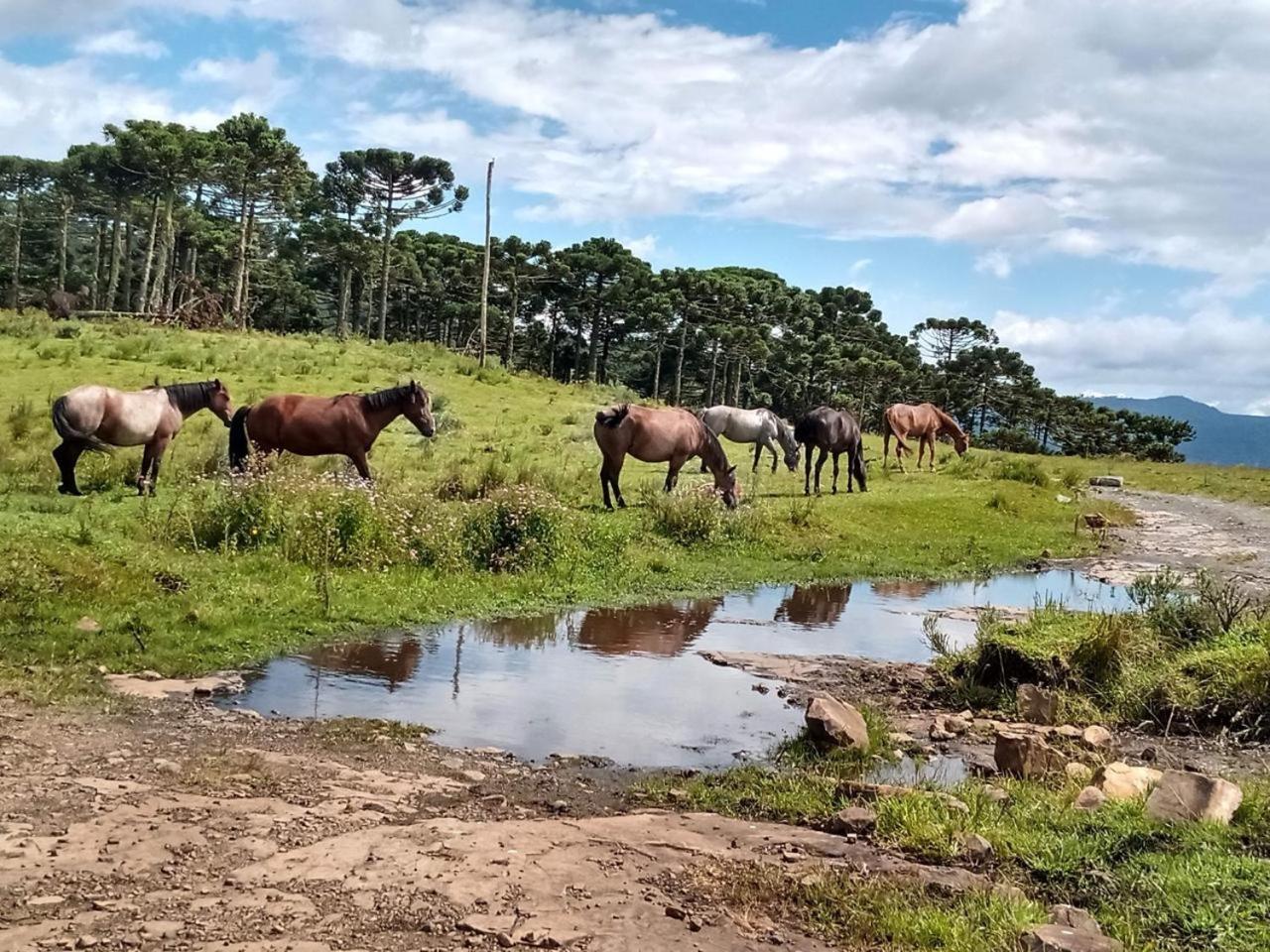 Casa E Cabana De Campo Fazenda Borba Urubici Exteriör bild